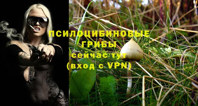 Псилоцибиновые грибы Psilocybe Тюмень